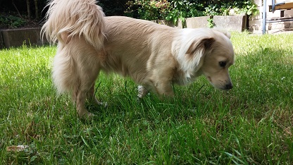 Nala (Cavalier King Charles Spaniel, Zwergspitz) Cavalier King Charles Spaniel Zwergspitz 